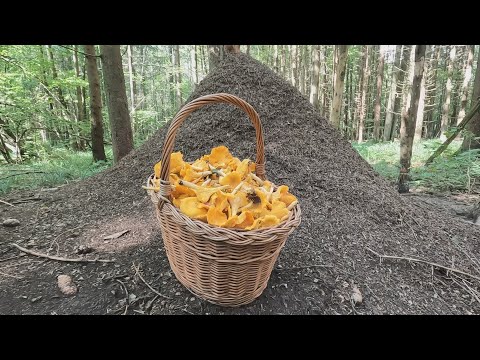 Видео: ГРИБНИК ЗАБЛУДИЛСЯ в ЛЕСУ и ГРИБЫ ПОПЁРЛИ!👉ГРИБОВ так МНОГО что НЕ СМОГ всё СОБРАТЬ! Ждём грибы 2024