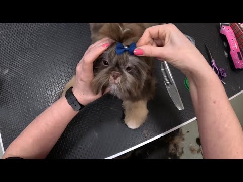 Видео: Стрижка Щенка Ши тцу (первый раз на стрижке)