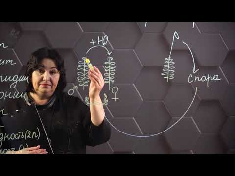 Видео: Жизненные циклы споровых растений. 1 часть. 8 класс.