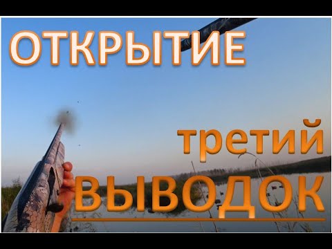 Видео: Начало охотничьего сезона Третья кладка у уток. The beginning of the hunt The third clutch of ducks