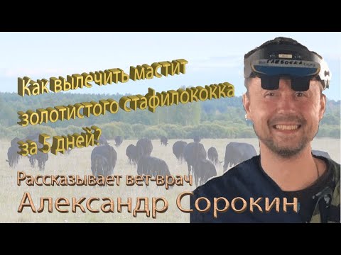Видео: Эффективное лечение мастита КРС от золотистого стафилококка с Тканолин