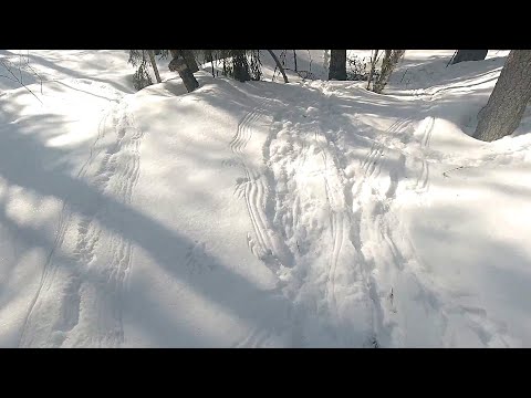 Видео: ЭТОМУ РАД КАЖДЫЙ ОХОТНИК! ЗАГАДОЧНЫЕ СЛЕДЫ НА СНЕГУ! КТО МОГ ИХ ОСТАВИТЬ!? КАК НАЙТИ ГЛУХАРИНЫЙ ТОК?