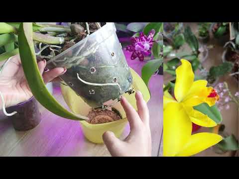 Видео: Посадка симподиальных орхидей Дендро-Фаленопсис и Каттлея. Особенности, уход. Часть 2