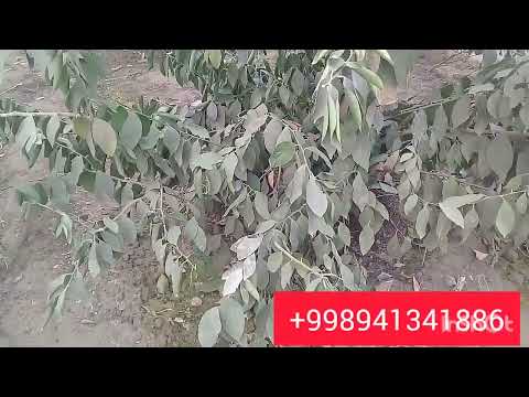 Видео: Совук тасирида стресга тушган лимонларга янги рецсеп.Биогумус сотувда +998941341886