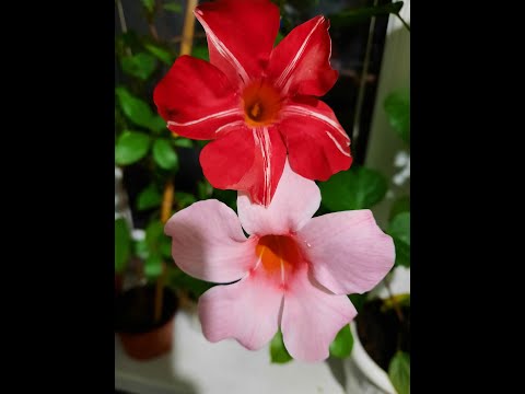 Видео: Дипладения. Мандевилла. Роскошная лиана. Уход. Вспомним лето.