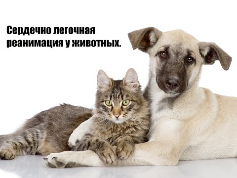 Видео: Сердечно легочная реанимация у животных