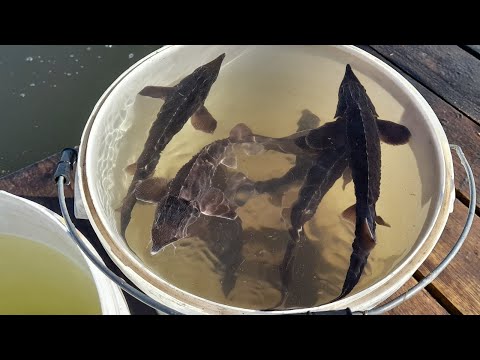 Видео: Запуск осетра и форели. Первые потери после зимы. ( Вариант с фоновой музыкой. )