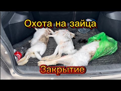 Видео: охота на зайца
