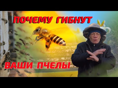 Видео: Первые весенние Работы на пасеке при облёте пчел. Какие Причины гибели пчел?