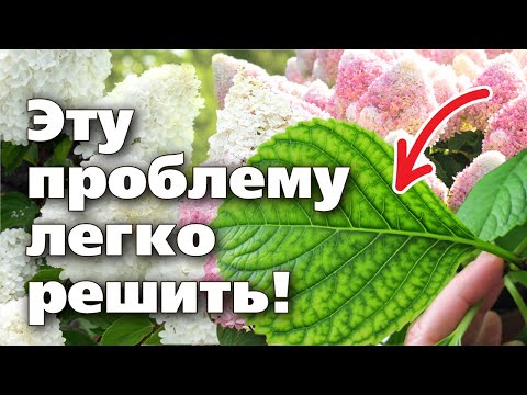 Видео: ХЛОРОЗ НА ГОРТЕНЗИЯХ . Решается быстро и просто