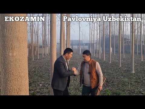 Видео: Павловния хакида куп саволларга жавоб топасиз Экозамин рахбари Музаффар Алимов билан сухбат