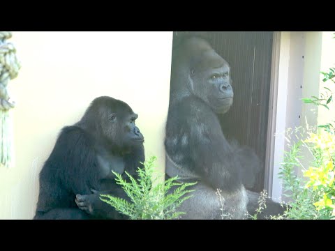 Видео: Шабани и Ай переживают за Нене в карантине｜Shabani Group