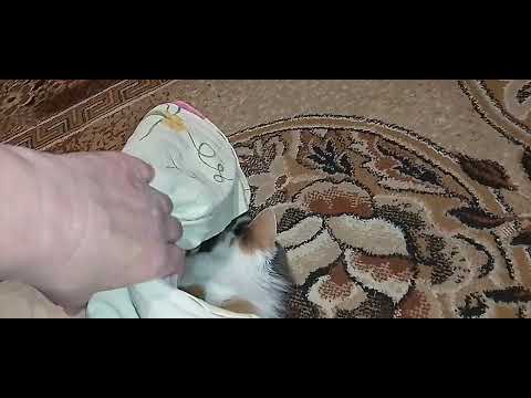 Видео: ПУСЯ И ЧУДО ПРОСТЫНЬ!💋😂ТИШЕНЬКА И КОТОПРОВОД!🙀👀