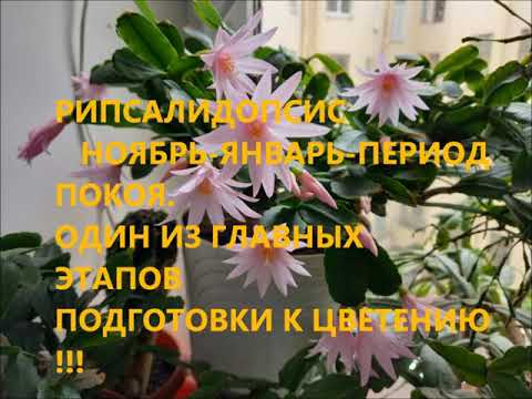 Видео: РИПСАЛИДОПСИС ! НОЯБРЬ-ЯНВАРЬ-ГОТОВИМ К ВЕСЕННЕМУ ЦВЕТЕНИЮ !!!