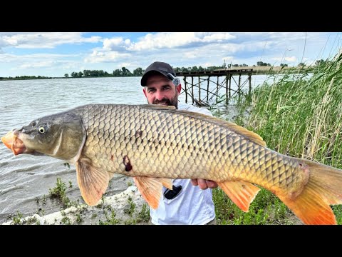 Видео: САЗАНИ зайшли на точку і ПОЧАЛОСЬ / Рибалка на САЗАНА
