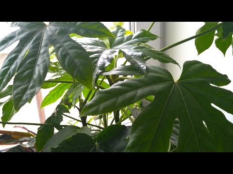Видео: Фатсия .Интенсивный рост после пересадки.