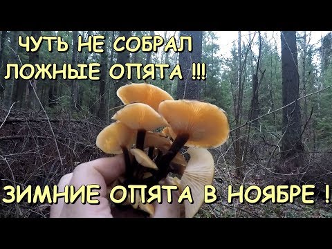 Видео: 🍄ЧУТЬ НЕ СОБРАЛ ЛОЖНЫЕ ОПЯТА!!! 💥ЗИМНИЕ ОПЯТА РАДУЮТ В НОЯБРЕ !🔥ТИХАЯ ОХОТА В ПОДМОСКОВЬЕ.