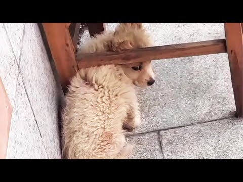 Видео: Бездомный щенок спрятал голову; после того как его бросили, он больше не доверял людям