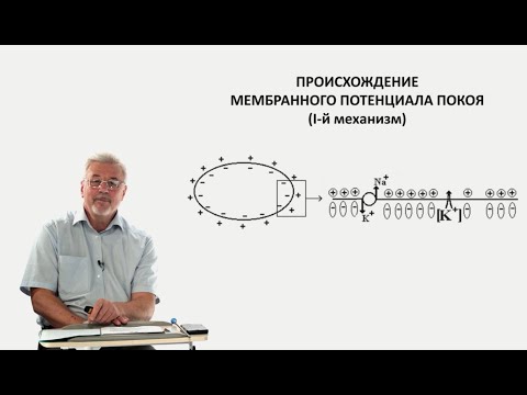 Видео: Евсеев А.В. Нормальная физиология. Лекция №5. Теории происхождении МПП и МПД. 2023