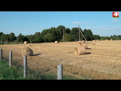 Видео: Утро. "Хозяйка села" в СПК им. Деньщикова. 03.09.2020