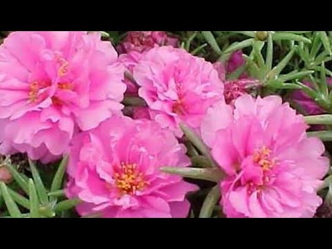 Видео: Десять однорічних квітів які самосіються 🌺🌼🌸🏵️💮