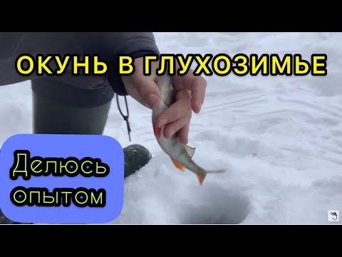 Видео: ЛОВЛЯ ОКУНЯ ЗИМОЙ НА МОРМЫШКУ