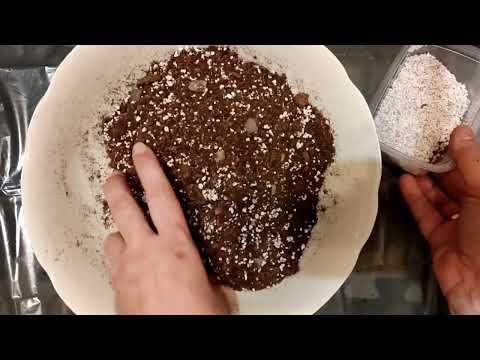Видео: Гелиамфора "Поникающая". Heliamphora Nutans. Пересадка.