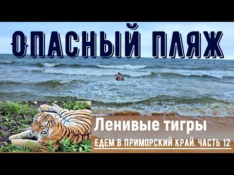 Видео: Опасный пляж и ленивые тигры. Едем в Приморский край из Красноярска. Часть 12