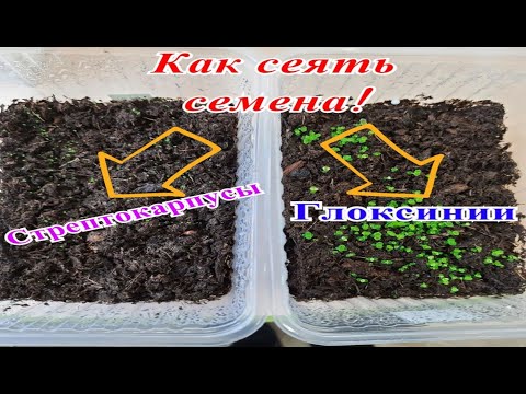 Видео: Как сеять семена Глоксиний и Стрептокарпусов.