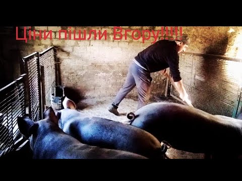 Видео: 🆘Ціни на живу вагу‼️ Свинарство набирає оберти🐖⁉️