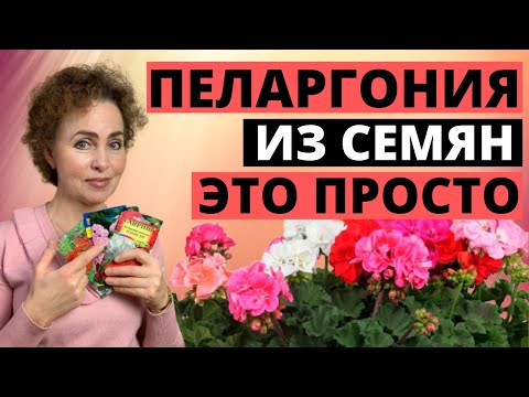 Видео: ПЕЛАРГОНИЯ ИЗ СЕМЯН в домашних условиях: пошаговая инструкция выращивания. ГЕРАНЬ из семян.