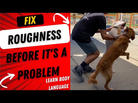 Видео: Мы с владельцем фиксируем грубую игру до того, как она перерастет в агрессию.