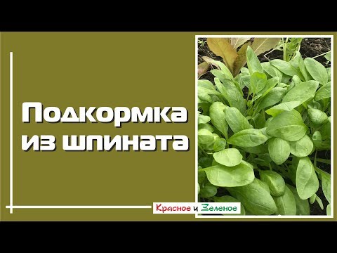 Видео: ВОЛШЕБНАЯ ПОДКОРМКА увеличивает урожай и цветение