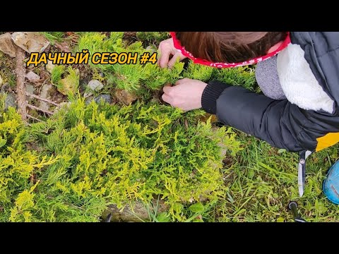 Видео: Садовый цент Дарвин. Стрижка можжевельника. Гнездо в кроне туи. Дачный сезон#4