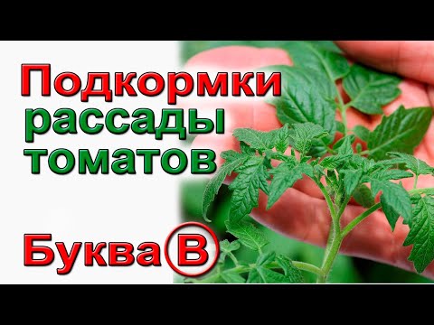 Видео: Подкормки для коренастой рассады томатов.   Буква  "В"