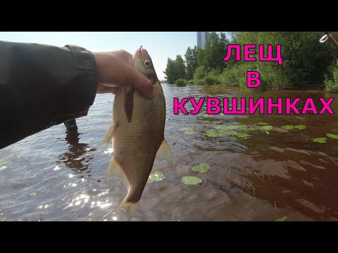 Видео: #476 #мормышинг  | Охота на лещей в кувшинках |