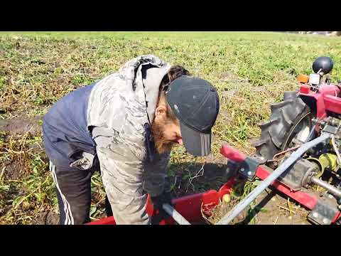 Видео: Сентябрь 2021 Копаем картофель. Картофелекопалка U600 на японском тракторе Shibaura