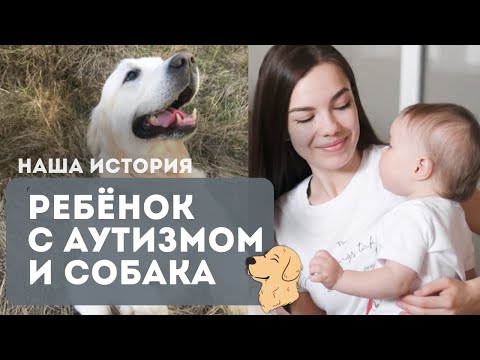 Видео: ЗАВОДИТЬ ЛИ СОБАКУ? ГОЛДЕН РЕТРИВЕР #аутизм