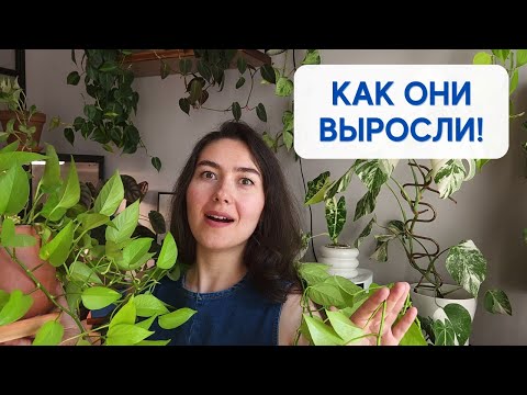Видео: ДО и ПОСЛЕ: большие РАСТЕНИЯ из черенков