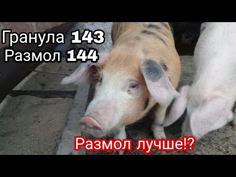 Видео: ГРАНУЛА ИЛИ РАЗМОЛ ? ЗАВЕРШЕНИЕ ЭКСПЕРИМЕНТА #кормление_свиней_гранулированнымкомбикормом