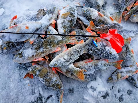 Видео: ЛОВЛЯ ОКУНЯ НА ПИРАМИДУ!!! Сверхэффективная приманка для ловли окуня