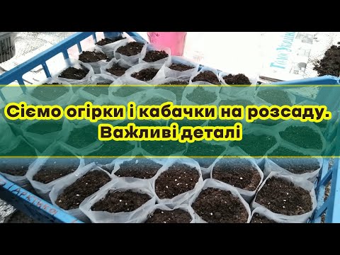 Видео: Сіємо огірки і кабачки на розсаду. Важливі деталі!