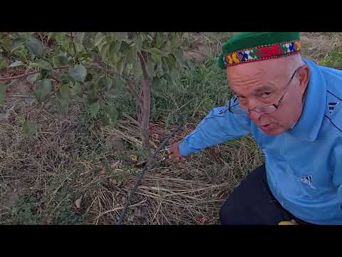 Видео: меваи ноки дар Дулона пайванд кардаам пухта расид.