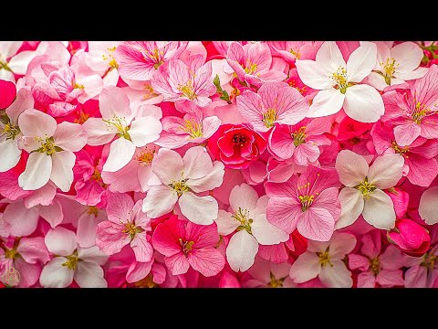 Видео: Нежная музыка, успокаивает нервную систему и радует душу 🌸 целебная музыка для сердца