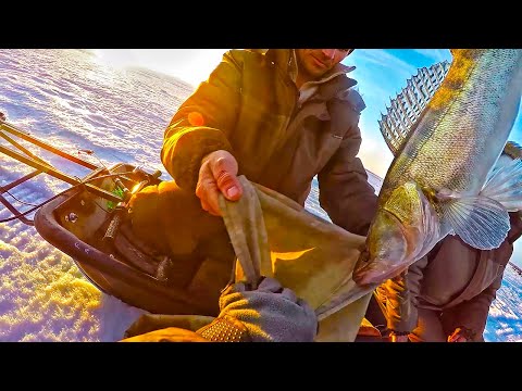 Видео: НЕ ЗРЯ ЕХАЛИ! СУДАК НА ВИБЫ. РЫБАЛКА ВЕСНОЙ!