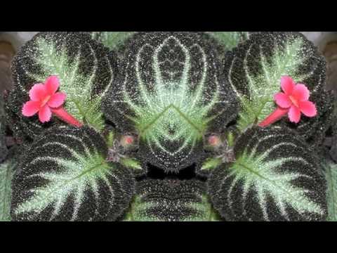 Видео: Эписция