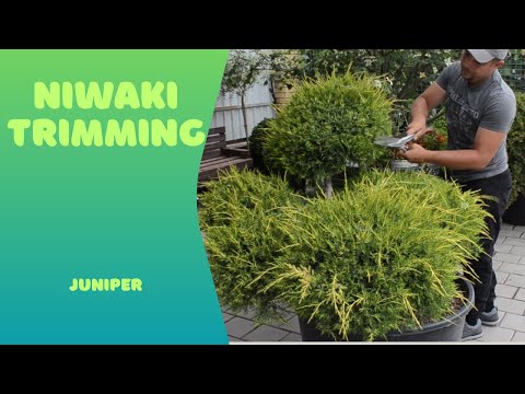 Видео: Niwaki juniper trimming || Стрижка нівакі з ялівця (Garden Barber)