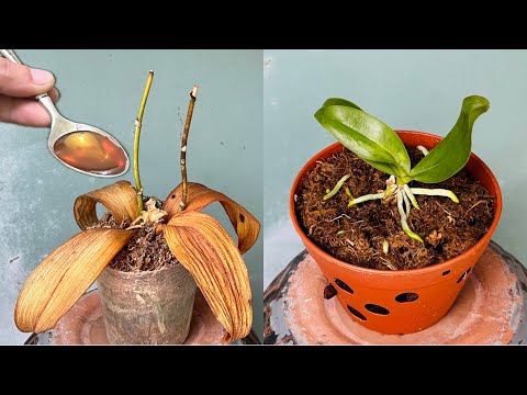 Видео: Эта одна ложка мгновенно оживит любую гнилую орхидею простым способом