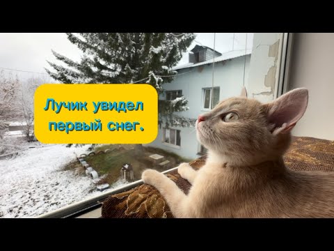 Видео: Лучик увидел первый снег