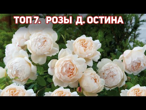 Видео: ТОП 7. Розы Д.Остина белого, кремового, сливочного, пастельно-розового оттенка!